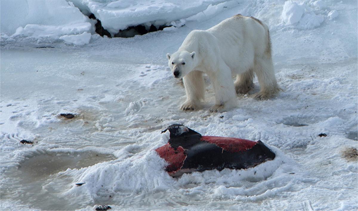 Global warming causes polar bears to eat dolphins